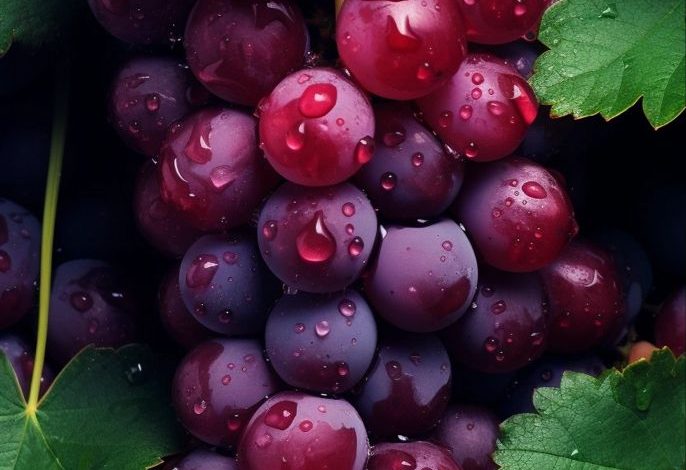 عنب الرومي الأحمر المصري؟