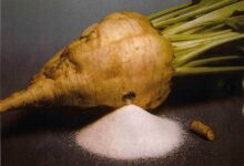 زراعة بنجر السكر