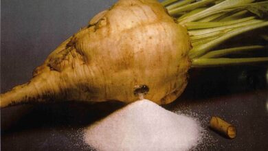 زراعة بنجر السكر