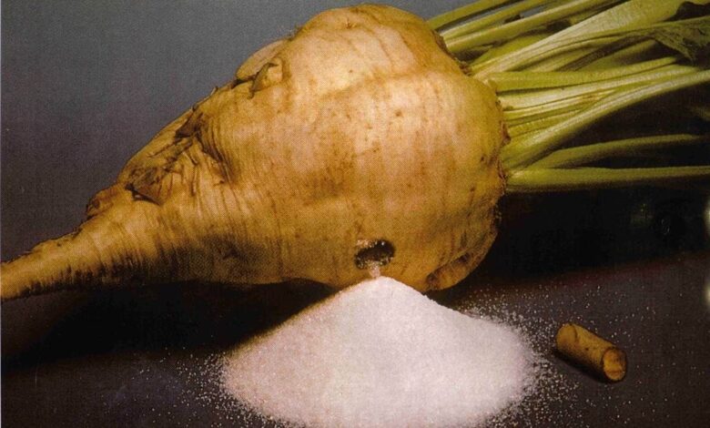 زراعة بنجر السكر