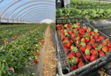 الفراولة في اليونان