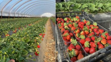 الفراولة في اليونان