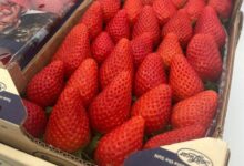 فراولة سان لوكار