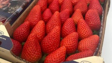 فراولة سان لوكار