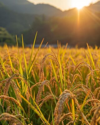 زراعة الشعير