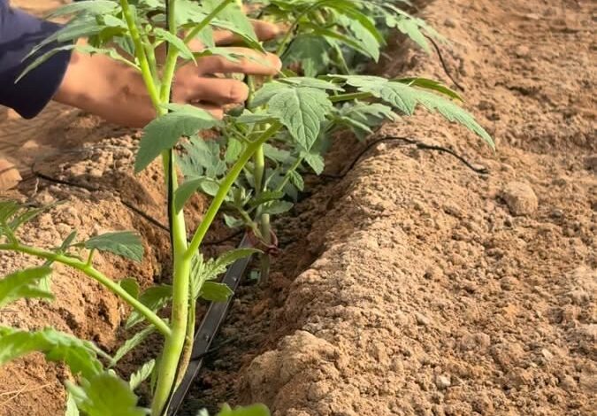 فوائد المخصبات الزراعية، لجنة المخصبات الزراعية