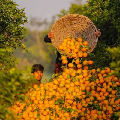 مرض التدهور الحمضي