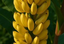وزارة الزراعة ترد على فيديو زيادة وزن الموز 80% بعد الحصاد 5 واردات الموز بالسوق الأردنية، زيادة وزن الموز
