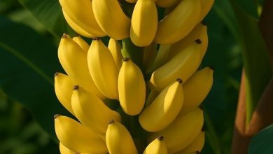 واردات الموز بالسوق الأردنية، زيادة وزن الموز