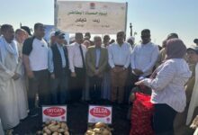 بطاطس «زيلدا» و«تايكان»