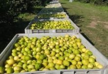 انخفاض إنتاج الحمضيات عالميًا في 2026