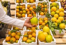 صادرات الحاصلات الزراعية المصرية