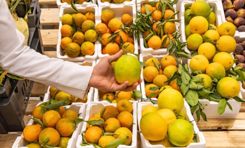 صادرات الحاصلات الزراعية المصرية