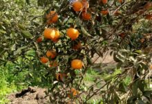 مرض التدهور الحمضي، البرتقال، الموالح ، الحمضيات
