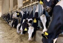مؤتمر التنمية المستدامة للثروة الحيوانية