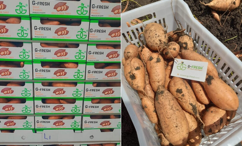 البطاطا الحلوة