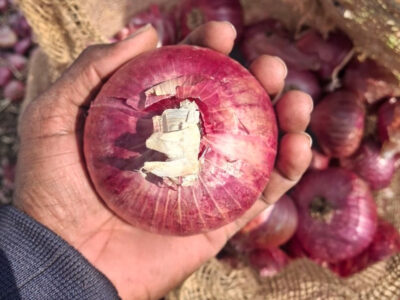 ارتفاع الطلب على البصل الهندي كبير الحجم 75 ملم فأكثر 3 البصل الهندي