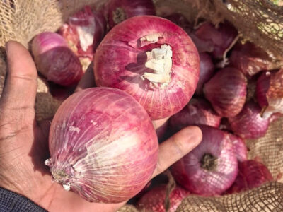 ارتفاع الطلب على البصل الهندي كبير الحجم 75 ملم فأكثر 2 البصل الهندي