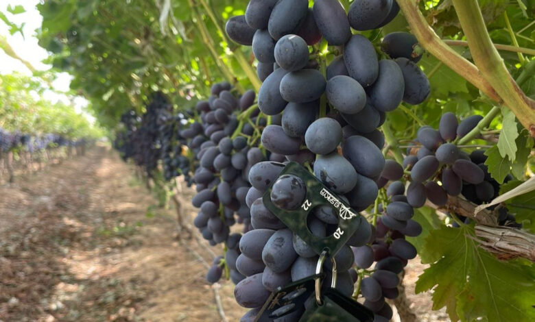 العنب المصري