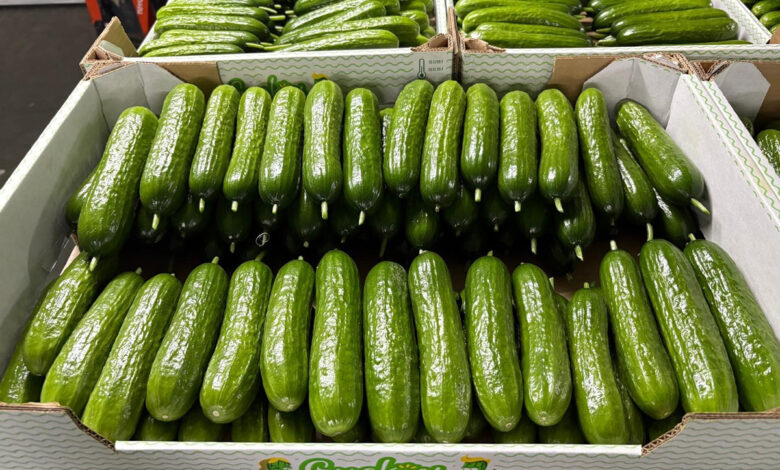 الخيار الصغير