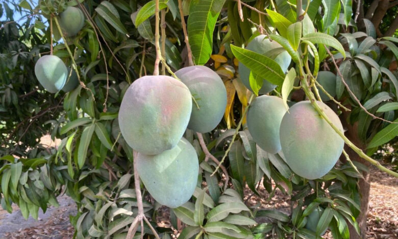 إنتاج المانجو
