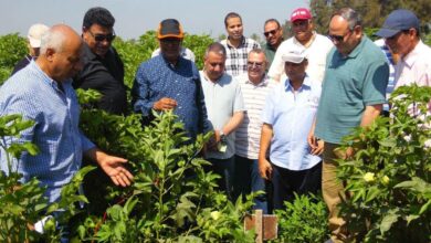 مركز البحوث الزراعية