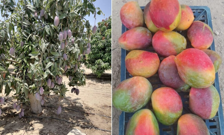 المانجو المصرية
