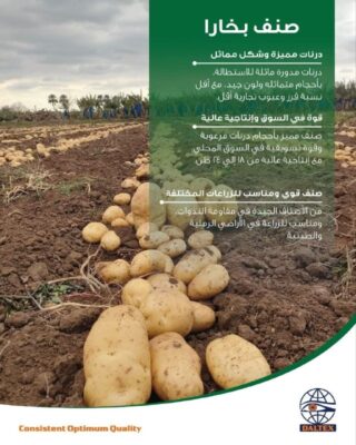   صنف بطاطس "بخارا"  