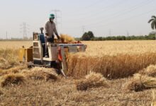 صورة لحصاد القمح بمناسبة الاحتفال بـ عيد الفلاح المصري