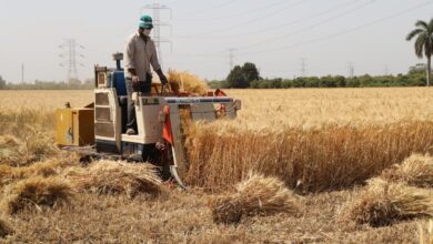 صورة لحصاد القمح بمناسبة الاحتفال بـ عيد الفلاح المصري