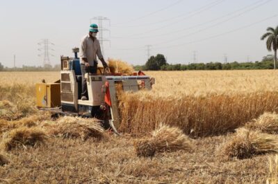 صورة لحصاد القمح بمناسبة الاحتفال بـ  عيد الفلاح المصري 