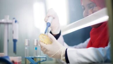تحذيرات من تكرار رفض الشحنات الغذائية المصرية بأسواق أوروبا بسبب متبقيات المبيدات